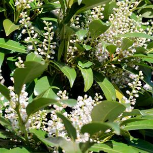 Prunus laurocerasus Genolia Mariblon