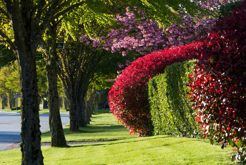 Photinia fraseri Carre Rouge
