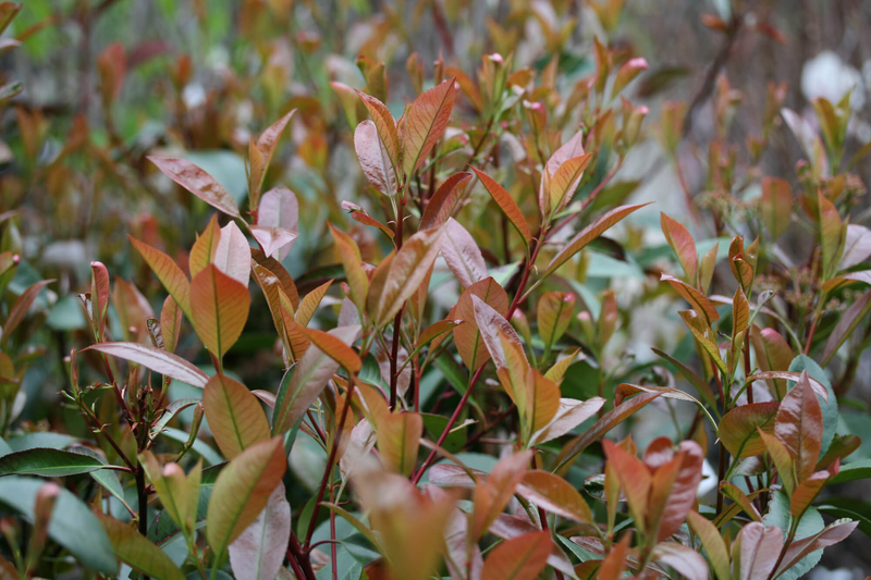 Photinia fraseri Carre Rouge