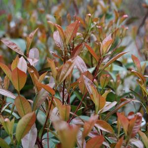 Photinia fraseri Carre Rouge