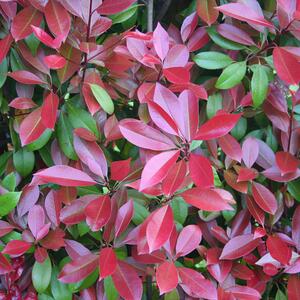 Photinia fraseri Carre Rouge