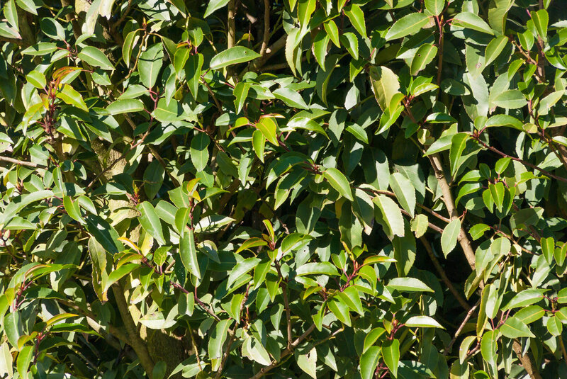 Prunus lusitanica Angustifolia