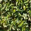 Prunus lusitanica Angustifolia