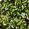 Prunus lusitanica Angustifolia