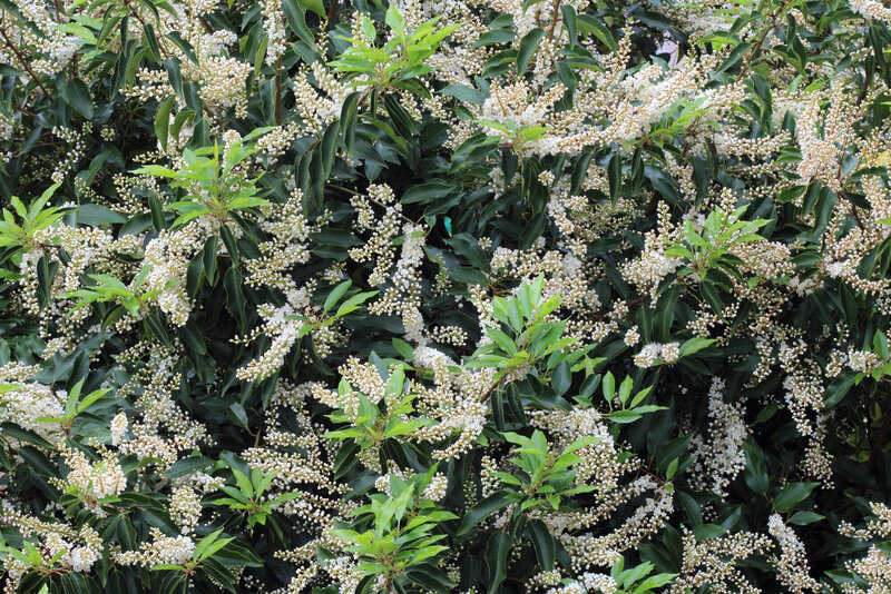 Prunus lusitanica Angustifolia