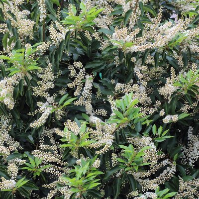 Prunus lusitanica Angustifolia