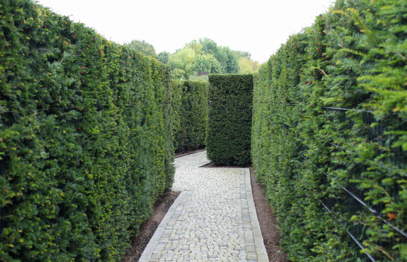 Taxus media Hillii