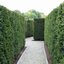 Taxus media Hillii
