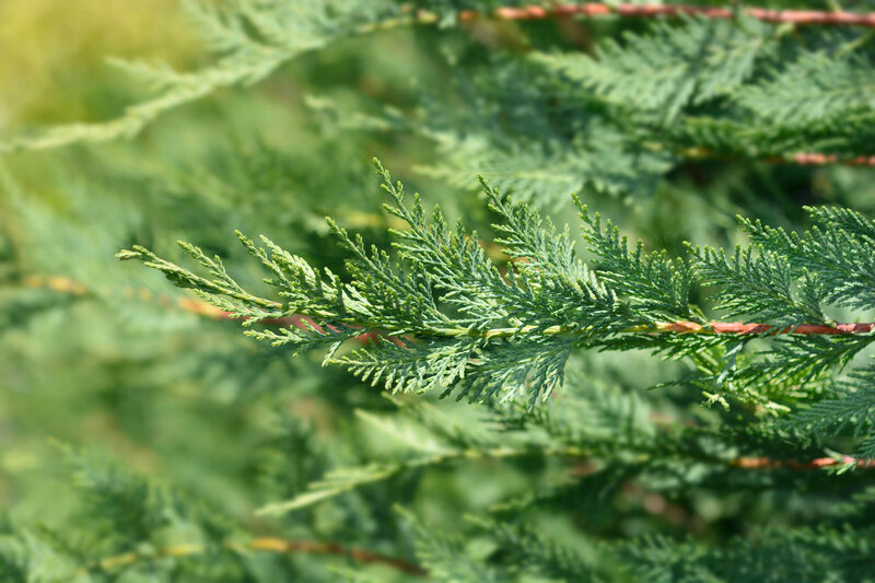 Cupressocyparis leylandii