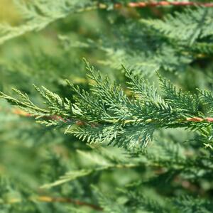 Cupressocyparis leylandii