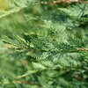 Cupressocyparis leylandii