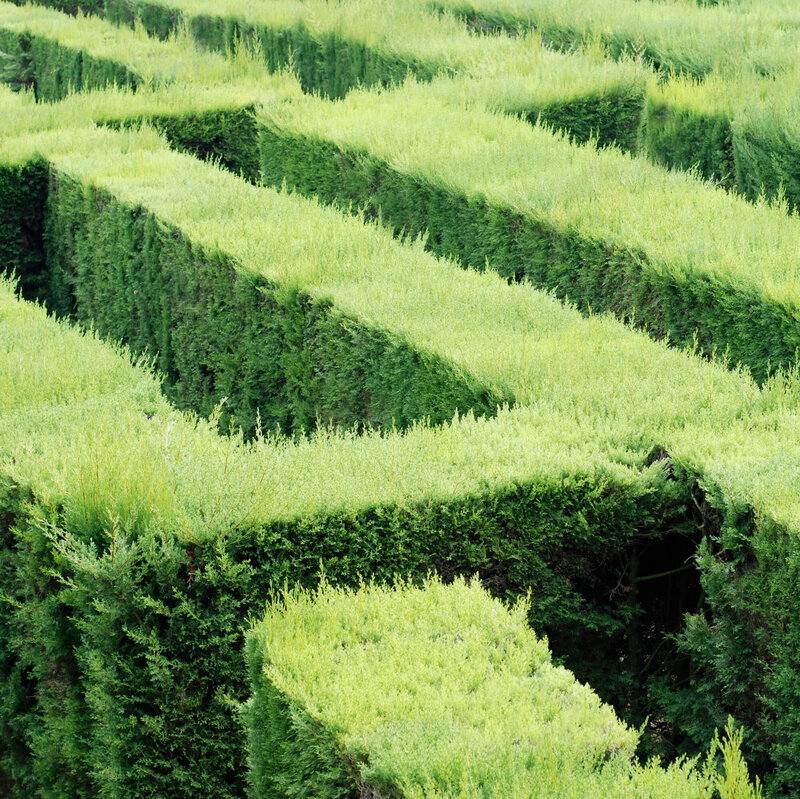 Cupressocyparis leylandii 2001