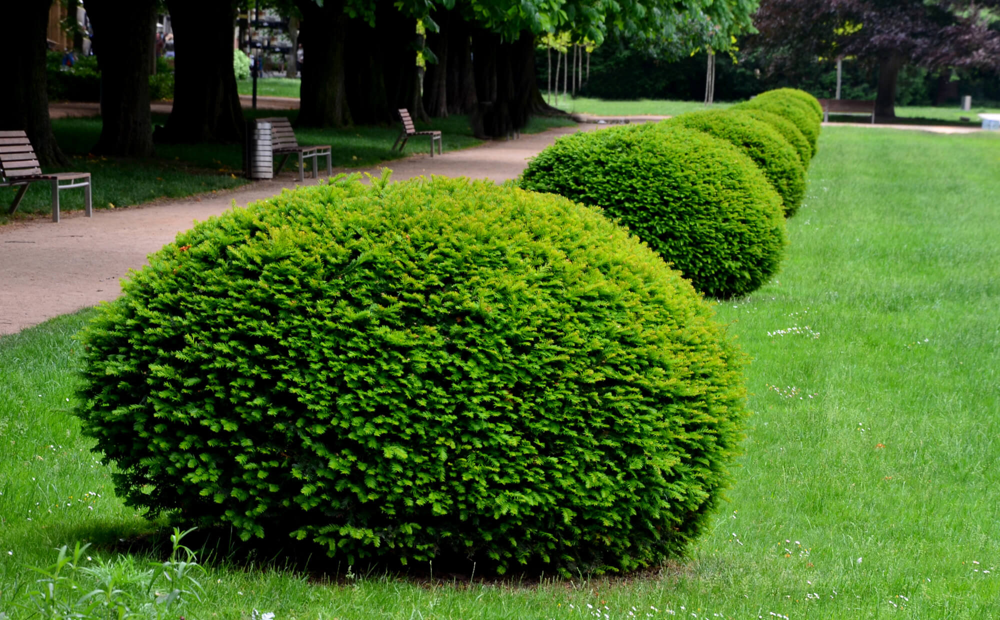 Taxus baccata | STARKL