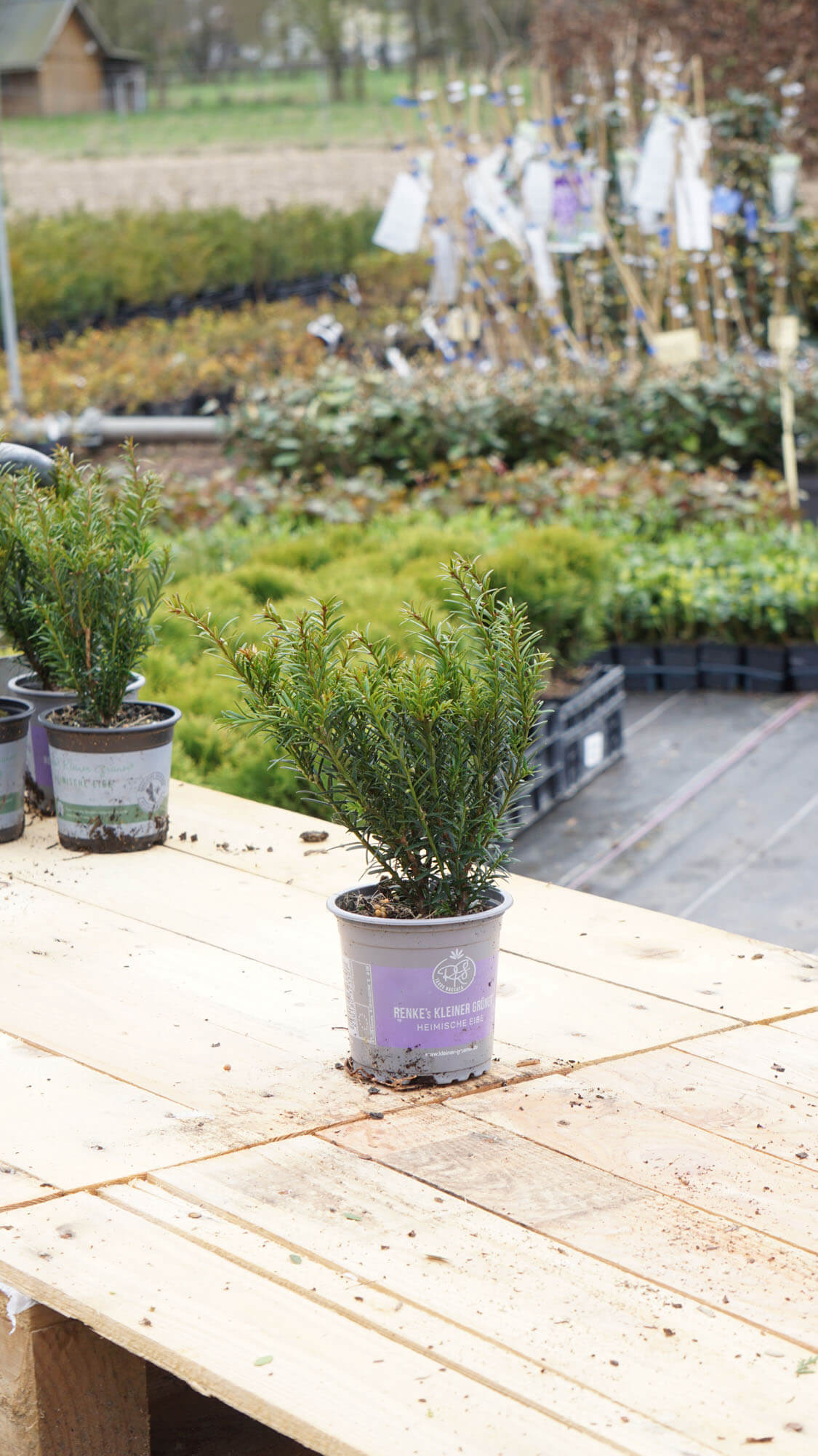 Taxus baccata 'Renke' s kleiner Grner' | STARKL