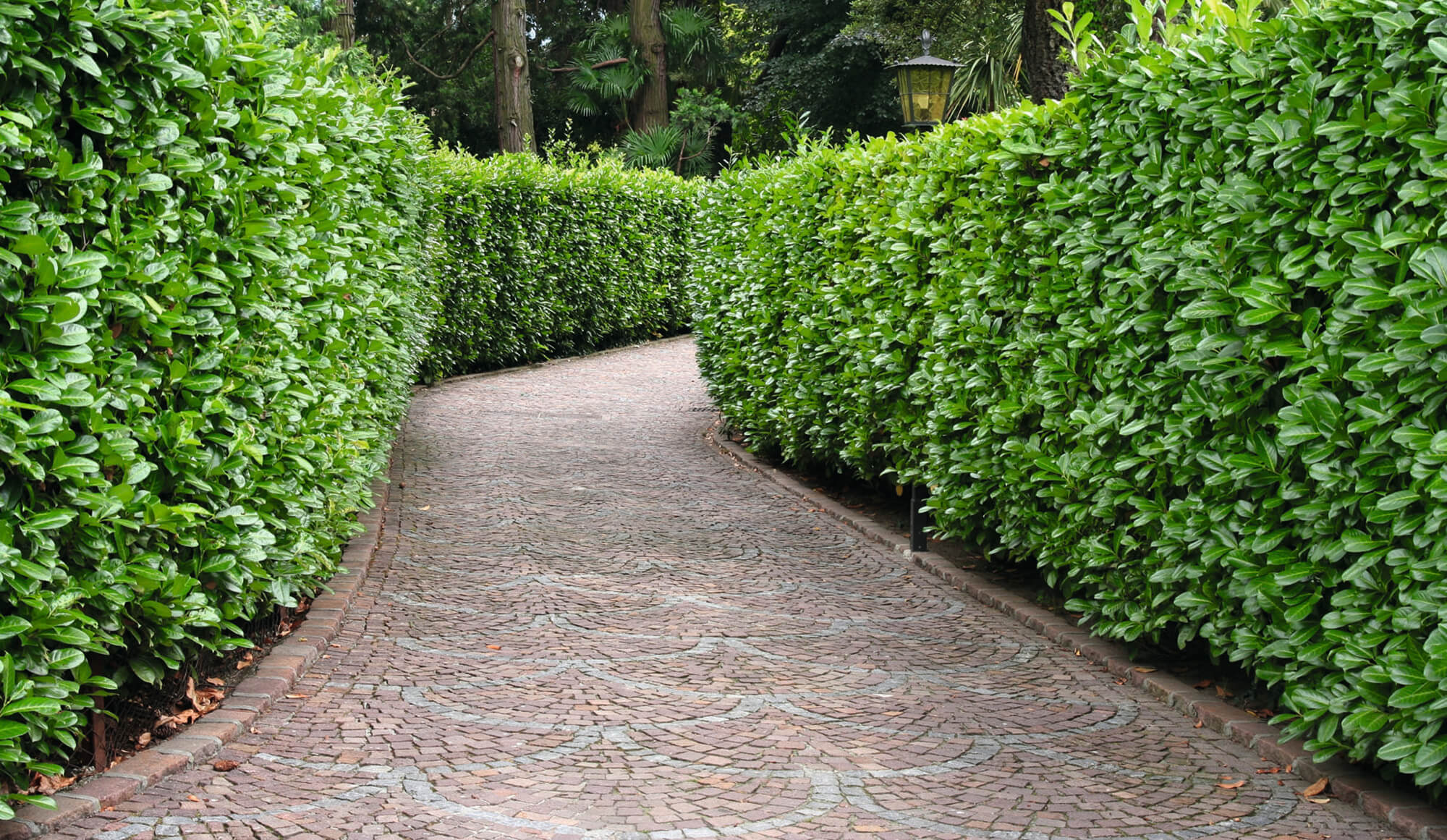 Prunus laurocerasus 'Etna' | STARKL