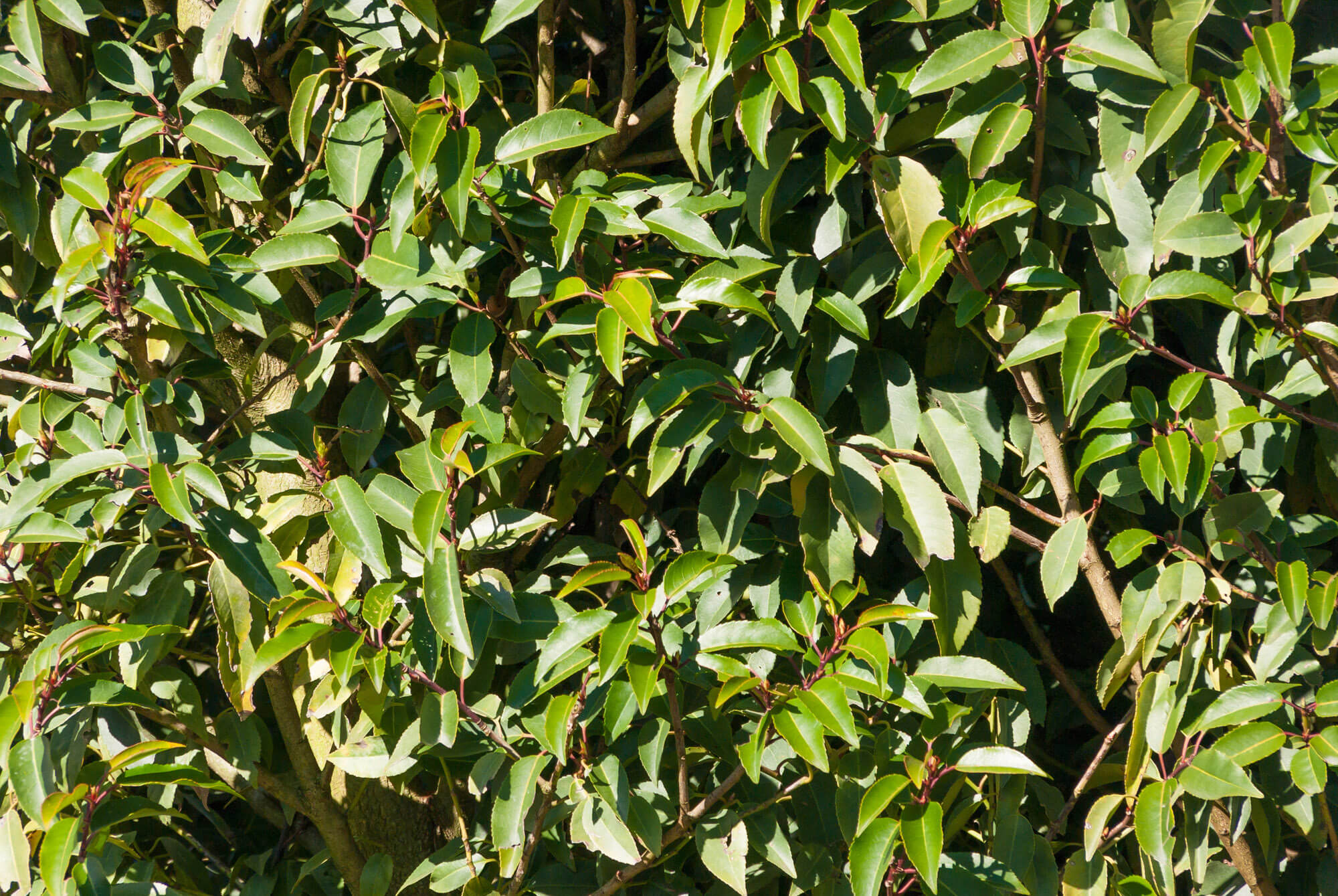 Prunus lusitanica 'Angustifolia' | STARKL