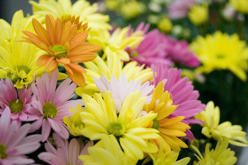 Chrysanthemum indicum Carneval winterhart