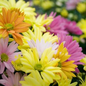 Chrysanthemum indicum Carneval winterhart