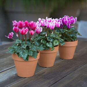 Cyclamen persicum