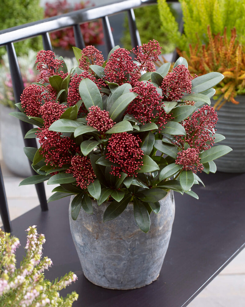  Skimmia japonica Rubella