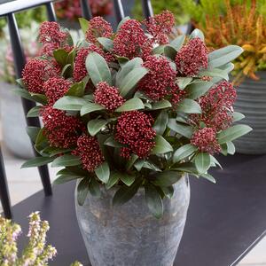  Skimmia japonica Rubella