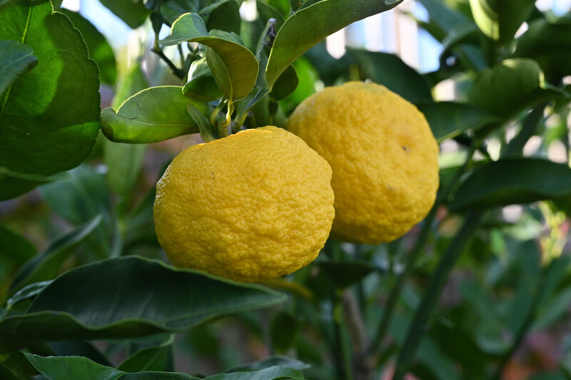 Citrus x junos