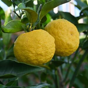 Citrus x junos