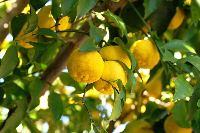 Citrus x junos