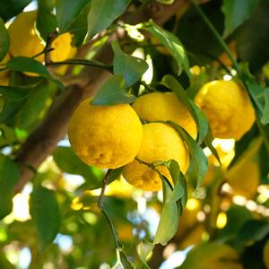 Citrus x junos