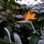 Strelizia reginae 
