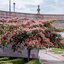 Albizia julibrissin 'Ombrella'®