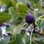 Ficus carica 'Bornholm'