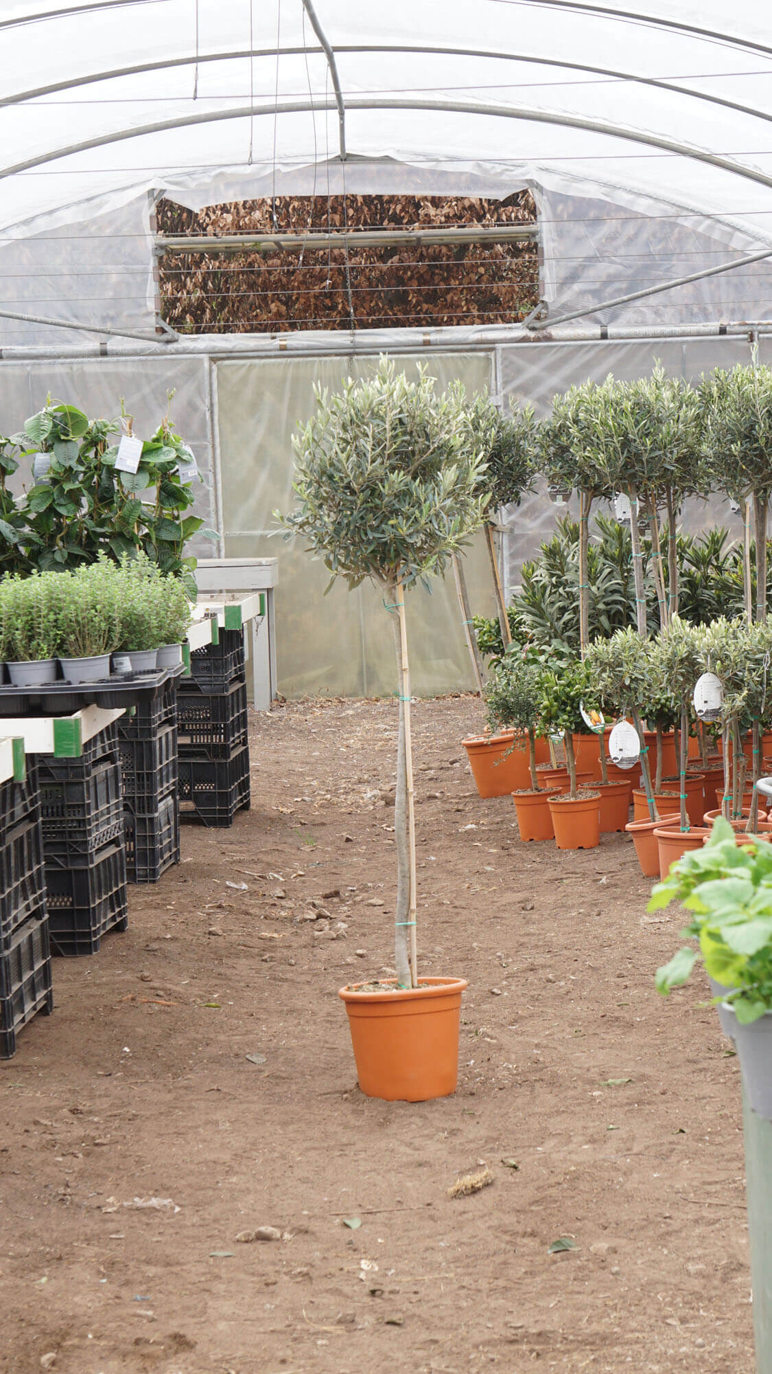 Olea europaea