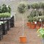 Olea europaea