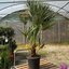 Chamaerops humilis