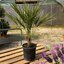 Chamaerops humilis