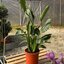 Strelizia reginae 