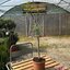 Ficus carica 'Bornholm'
