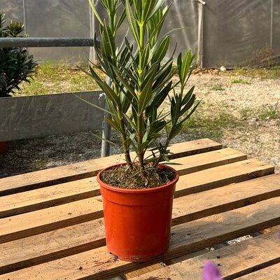 todo