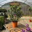 Nerium oleander, rosa