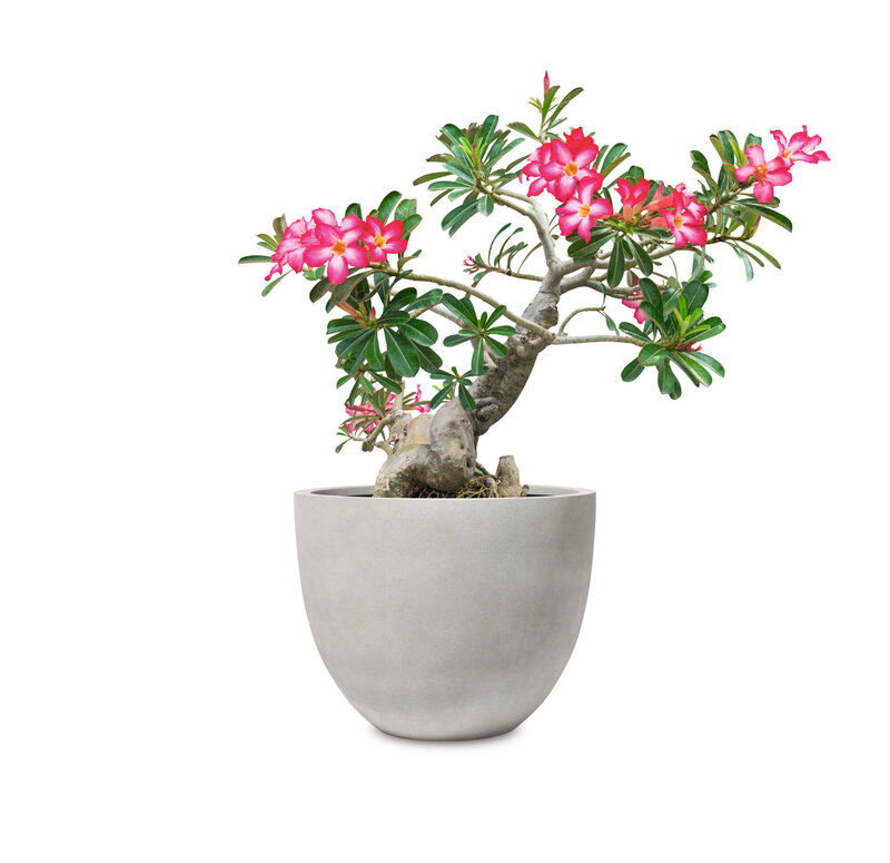 Adenium obesum 