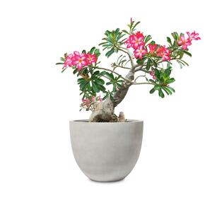 Adenium obesum 