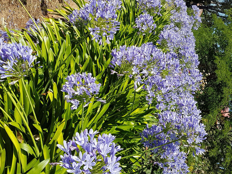 Agapanthus africanus