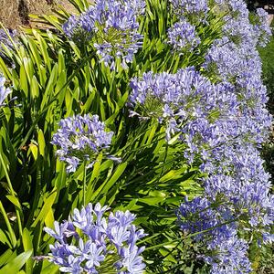 Agapanthus africanus