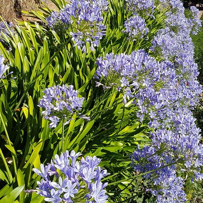 Agapanthus africanus