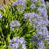Agapanthus africanus