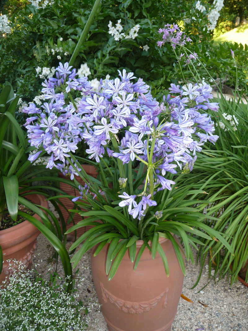 Agapanthus africanus