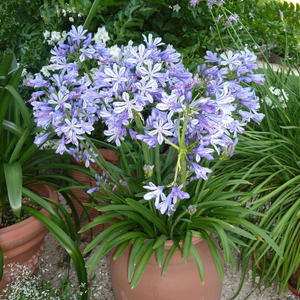 Agapanthus africanus