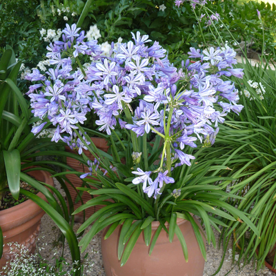 Agapanthus africanus