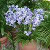 Agapanthus africanus